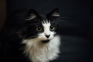 Berapa Lama Kucing Mengandung?