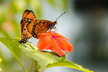 Pengelolaan berbasis bioregional penting dilakukan untuk mengelola keanekaragaman hayati.