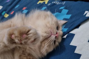Mengapa Kucing Tidak Senang Disentuh Telapak Kakinya?