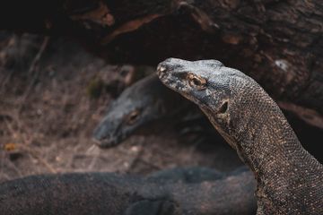 Apa Itu Flora dan Fauna Endemik? Materi Geografi Kelas XI Kurikulum Merdeka