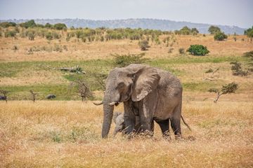 Habitat yang semakin menyempit, membuat gajah Kalimantan termasuk satwa terancam punah.