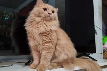 Mengapa Kucing Mengeong Tiba-Tiba?