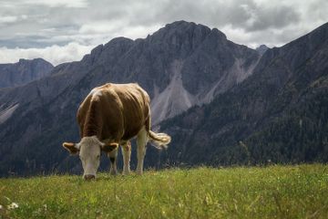 Sapi merupakan salah satu jenis fauna yang bermanfaat bagi kehidupan manusia.
