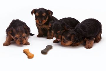 Mengapa Cokelat Berbahaya bagi Anjing?