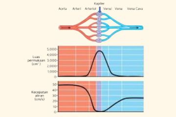 Pembuluh kapiler merupakan salah satu jenis pembuluh darah yang menjadi bagian dari sistem peredaran darah.