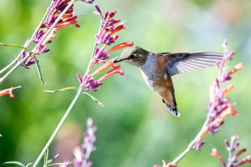 Mengapa Burung Kolibri Terbang Mundur?