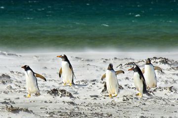 Bagaimana Penguin Bisa Bertahan Hidup di Suhu Dingin yang Ekstrem?