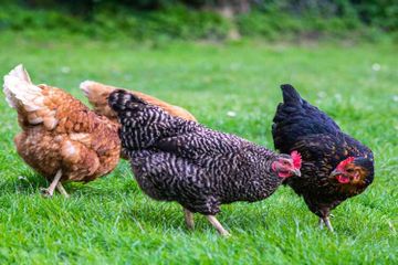 Ayam dikenal sebagai hewan bersayap yang tidak bisa terbang.