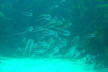6 Fakta Ubur-Ubur Kotak, Salah Satu Hewan Paling Berbisa di Laut
