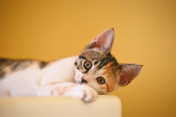 Mengapa Kucing Banyak Dipelihara?
