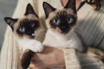 Suka Kucing? Ini 10 Jenis Kucing yang Cocok Dijadikan Peliharaan