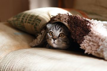 Mengapa Kucing Bisa Masuk ke Lubang Kecil?