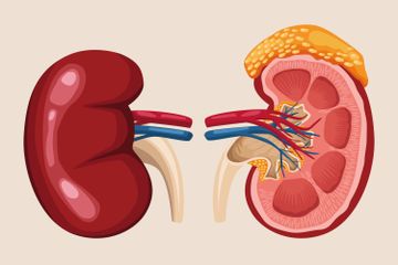 Proses pembentukan urine terjadi di ginjal manusia.