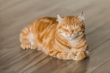 7 Tips Cara Mengatasi Kucing yang Kegemukan
