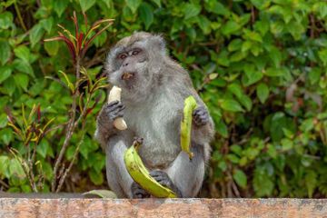 Termasuk Kelompok Primata, Apa Perbedaan antara Monyet dan Kera?