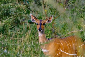 Keanekaragaman hayati dapat dipahami dengan konsep flora dan fauna.