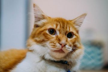 Jamur merupakan salah satu masalah kulit yang dialami kucing.