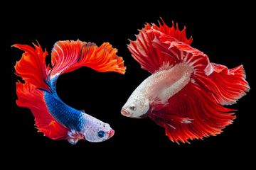 Telinga ikan ada di bagian dalam kepalanya.