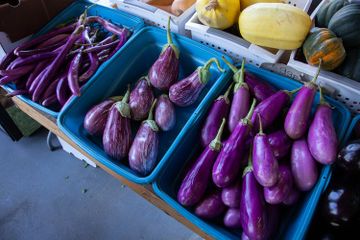 5 Manfaat Terong bagi Kesehatan