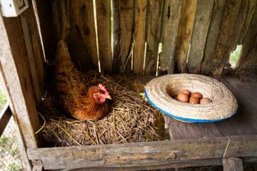Suka Mendengar Suara Ayam Berkokok? Ini Dia 3 Alasan Ayam Berkokok setelah Bertelur