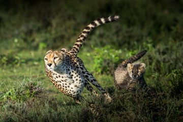 Berapa Kecepatan Lari Seekor Cheetah?