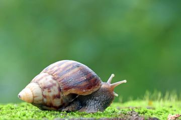 Siput adalah hewan yang bergerak dengan sangat lambat.
