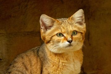 10 Fakta Menarik Kucing Pasir, Kucing yang Tinggal di Padang Pasir