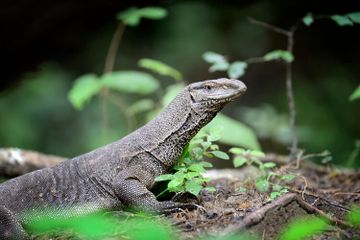 Pada buku Bahasa Indonesia Kelas VI Kurikulum Merdeka Bab 3, halaman 60, terdapat soal seputar 'Legenda Putri Komodo'. 