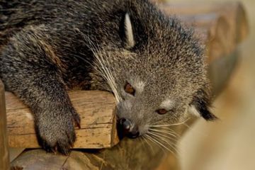 Kenapa Ekor Binturong Sangat Panjang?