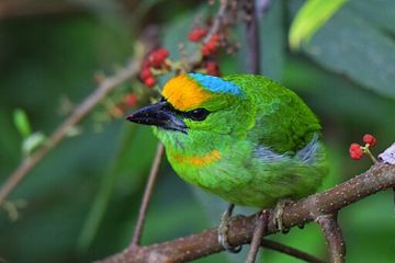 Jadi Salah Satu Burung yang Dilindungi di Indonesia, Ini Jenis-Jenis Burung Takur