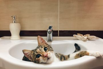 Mengapa Kucing Senang Tidur di Kamar Mandi?