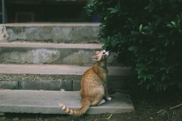 Mengapa Kucing Senang Mengendus Benda?