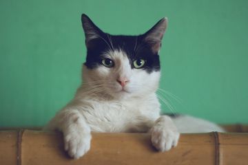 Mengapa Kucing Senang Mencakar?