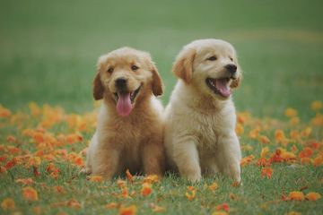 Mengapa Anjing Suka Menggaruk Lantai?