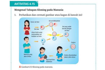 Jawab Soal Aktivitas 4.15 Mengenal Tahapan Kloning pada Manusia, Materi Biologi Kelas XII Kurikulum Merdeka