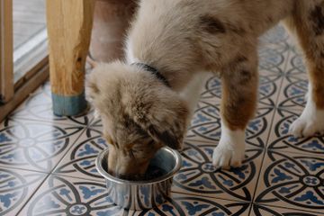 Apa Saja Buah-buahan yang Aman Dikonsumsi Anjing?