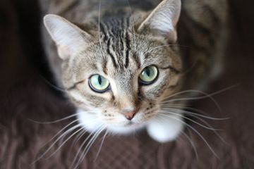 Mengapa Kucing Peliharaan Bisa Tiba-Tiba Galak?