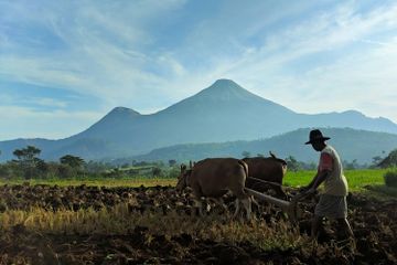 Swasembada pangan merupakan salah satu hasil dari program jangka panjang perkembangan ekonomi di masa orde baru.
