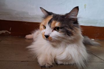 Apakah Kucing Memiliki Gen Harimau?