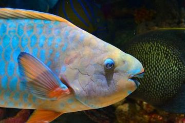 Berapa Banyak Gigi yang Dimiliki Parrotfish atau Ikan Kakatua?