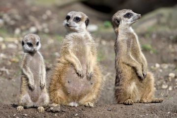 Kenapa Meerkat Hidup di Bawah Tanah?