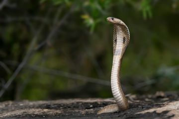 Apakah Ular Kobra Memiliki Telur yang Lentur?