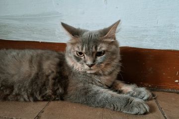 Apakah Kucing Bisa Merasakan Rasa Manis?