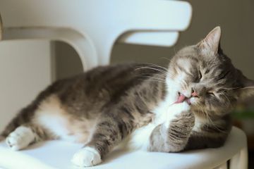 Mengapa Kucing Senang Menjilat Tubuh?