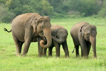 Flora dan fauna di Indonesia bagian Barat terdiri atas berbagai jenis.