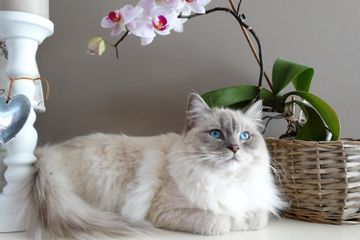 Benarkah Kucing Putih Tidak Memiliki Warna?