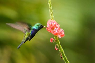 Apakah Burung Kolibri Hanya Makan Nektar?