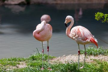 Flamingo memiliki bulu berwarna merah muda yang indah.