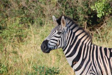 Apakah Zebra Hanya Memakan Rumput?