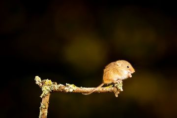 Apa Fungsi Ekor Tikus?